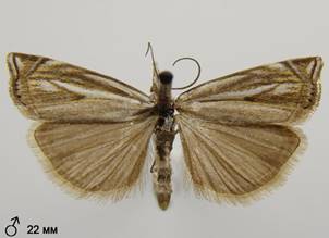 C.lathoniellus_6.%20