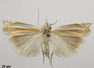 C.pascuella_1.%20