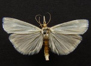 C.perlella_1..