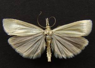 C.perlella_2.
