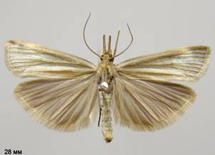C.perlella_3