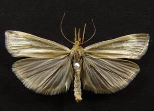 C.perlella_3.