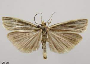 C.perlella_4
