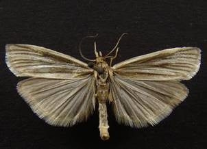 C.perlella_4.