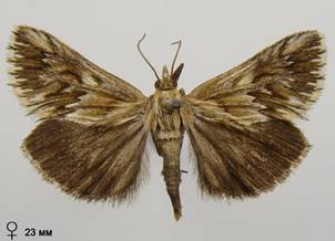 C.dentalis_1.%20