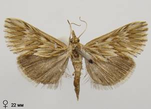 C.dentalis_2.%20