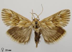 C.dentalis_3.%20