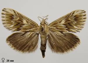 C.dentalis_4