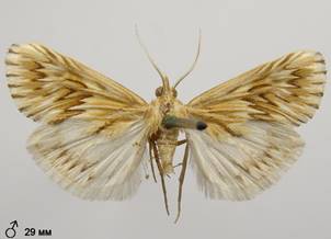 C.dentalis_5