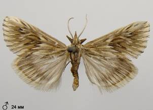 C.dentalis_6