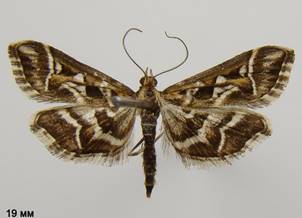 D.reticularis_1