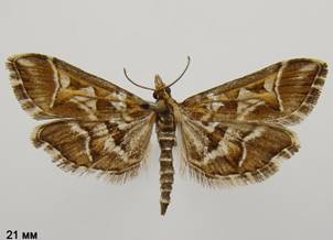 D.reticularis_2.%20