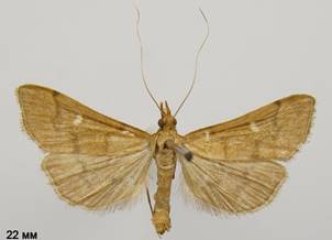D.punctalis_3.%20
