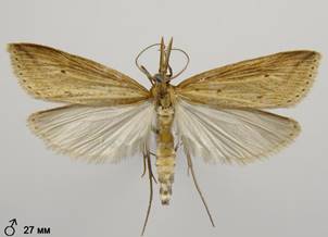 D.forficella_2