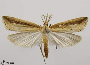 D.forficella_3