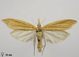 D.forficella_4