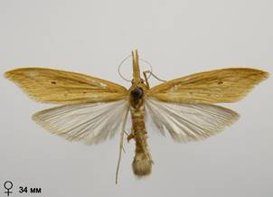 D.forficella_5