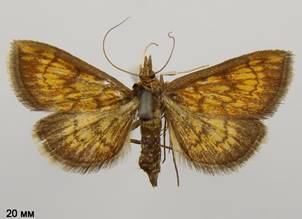 E.rubiginalis_1.%20