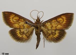 E.rubiginalis_2.%20