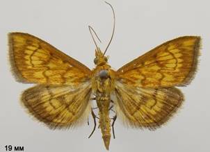 E.rubiginalis_3
