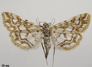 E.nymphaeata_1.%20