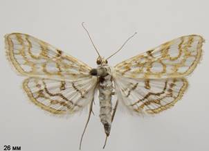 E.nymphaeata_2.%20