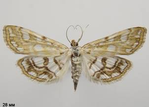 E.nymphaeata_3.%20