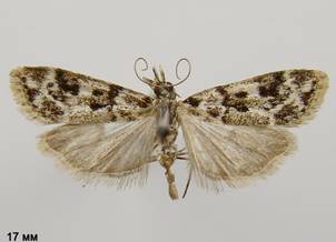 E.delunella.%20
