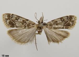 E.lacustrata_1.%20