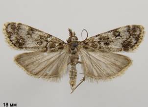 E.lacustrata_2
