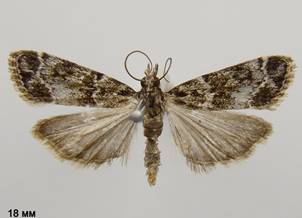 E.mercurella_1.%20копия