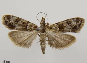 E.mercurella_2.%20копия