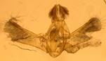 E.mercurella_gen_ser_2..