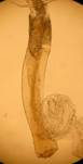 E.murana_ed.