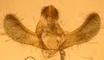E.murana_gen.