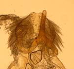 E.murana_unk.