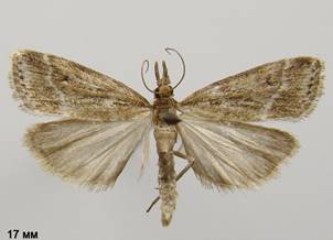 E.pallida.%20