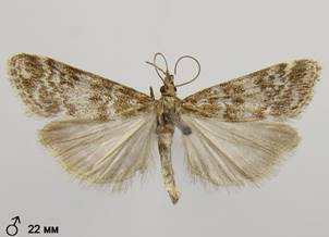 E.sudetica