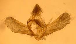 E.sudetica_val_ser.