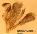 E.truncicolella_2