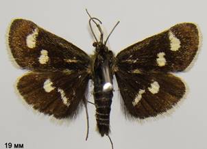 E.pollinalis_1.%20