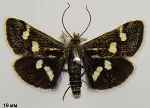 E.pollinalis_2.%20