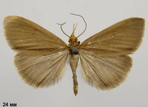 E.aenealis_1.%20