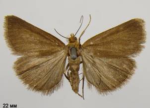 E.aenealis_2.%20