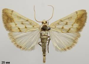 E.extimalis_1.%20