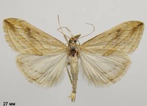 E.forficalis.%20