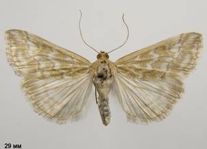 E.frumentalis.%20
