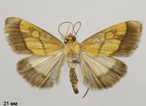 E.limbata_2