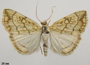 E.pallidata_1