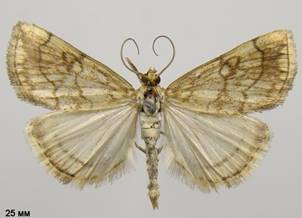 E.pallidata_2